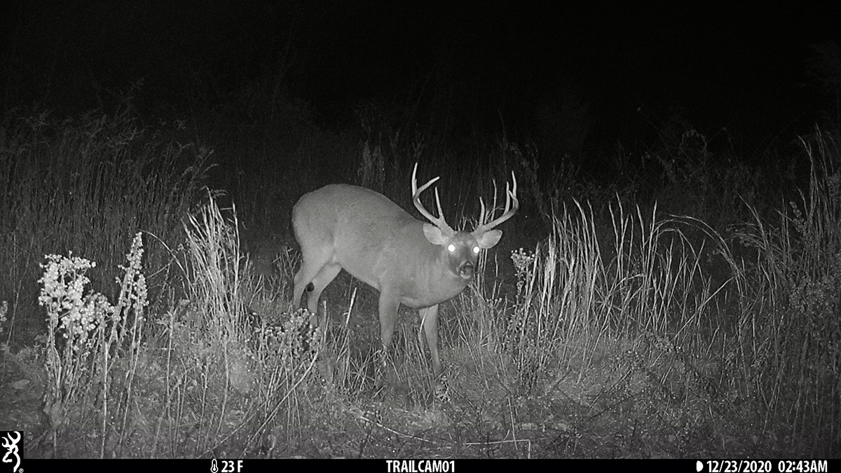An image of an mature buck deer taken from a trail camera at night