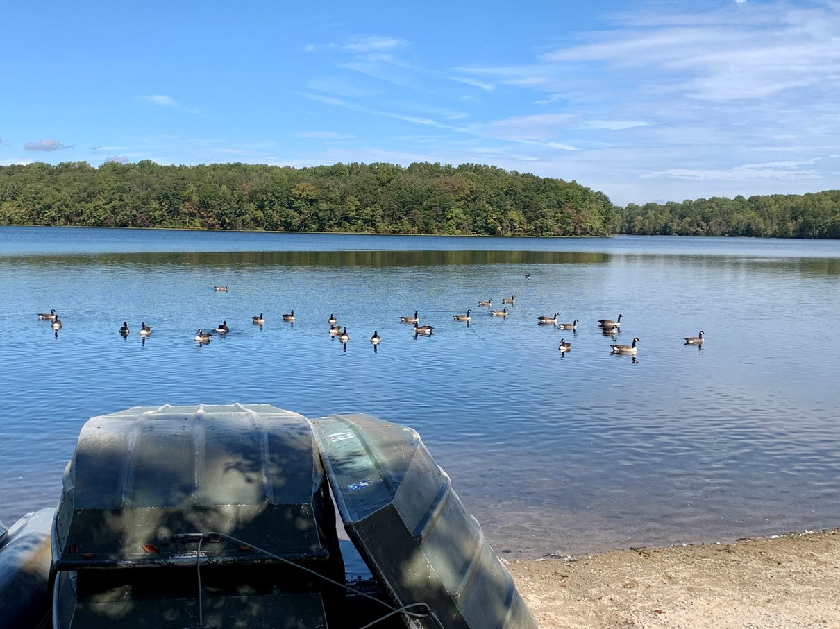 An image of burke lake with Canada geese on the water