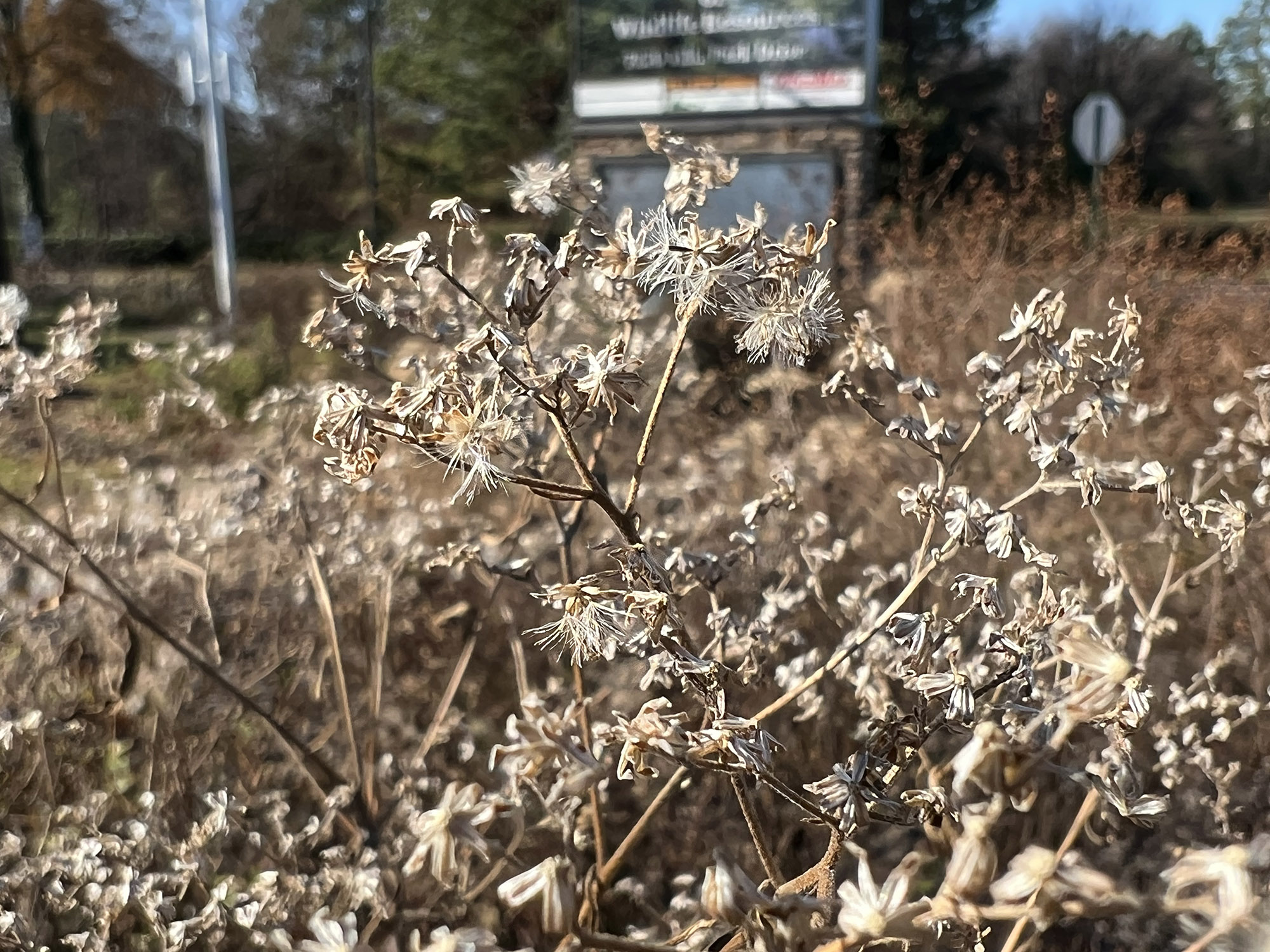 A close-up photo of white wood aster plants.