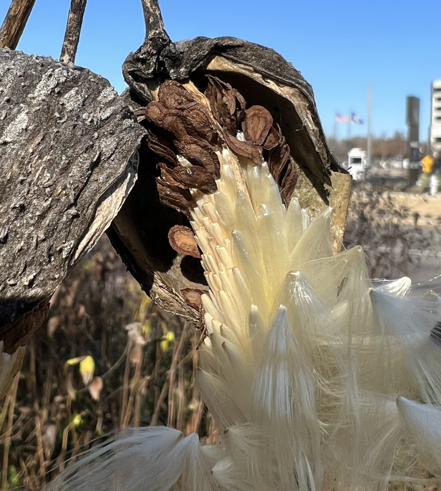 A photo of an open milkweed pod, spilling out floss and seeds.