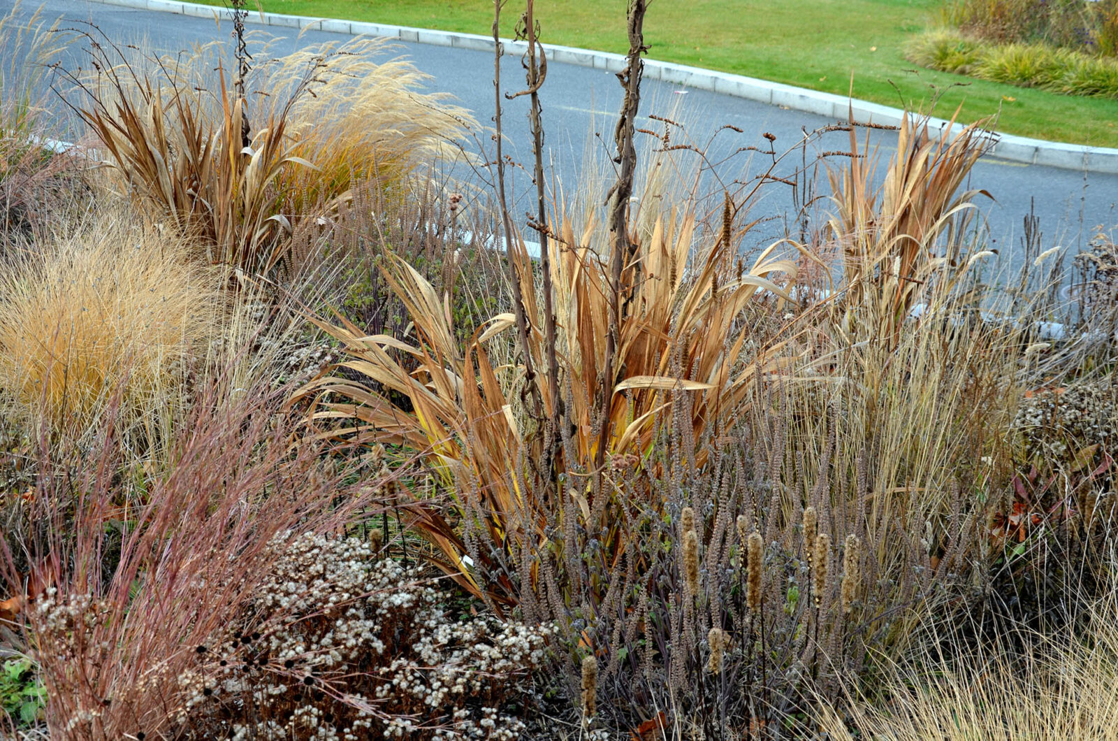 A photo of a garden full of brown and dry native plants.