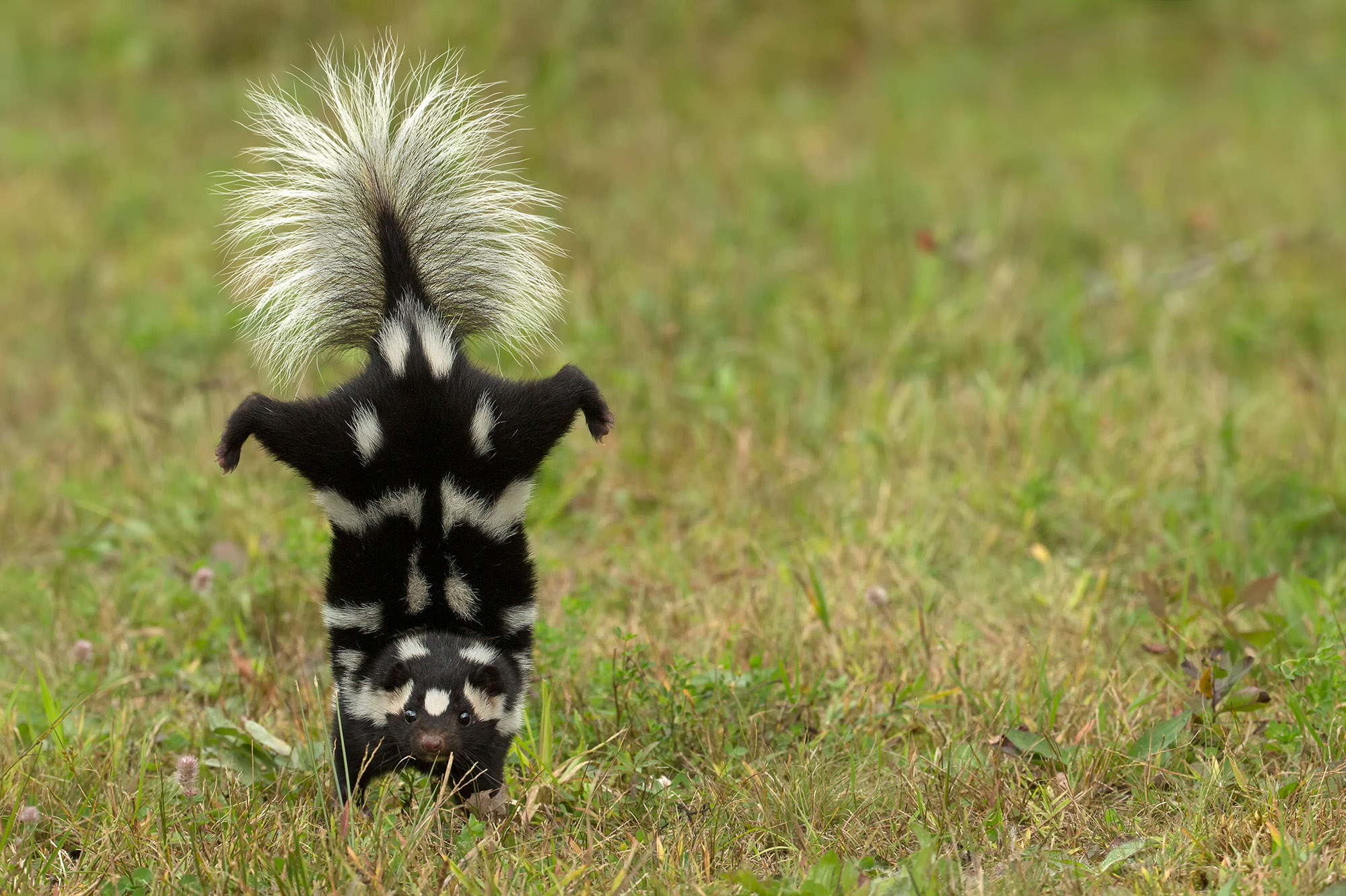 S spotted skunk standing on its front legs with its back legs and tail high in the air, against a grassy background.