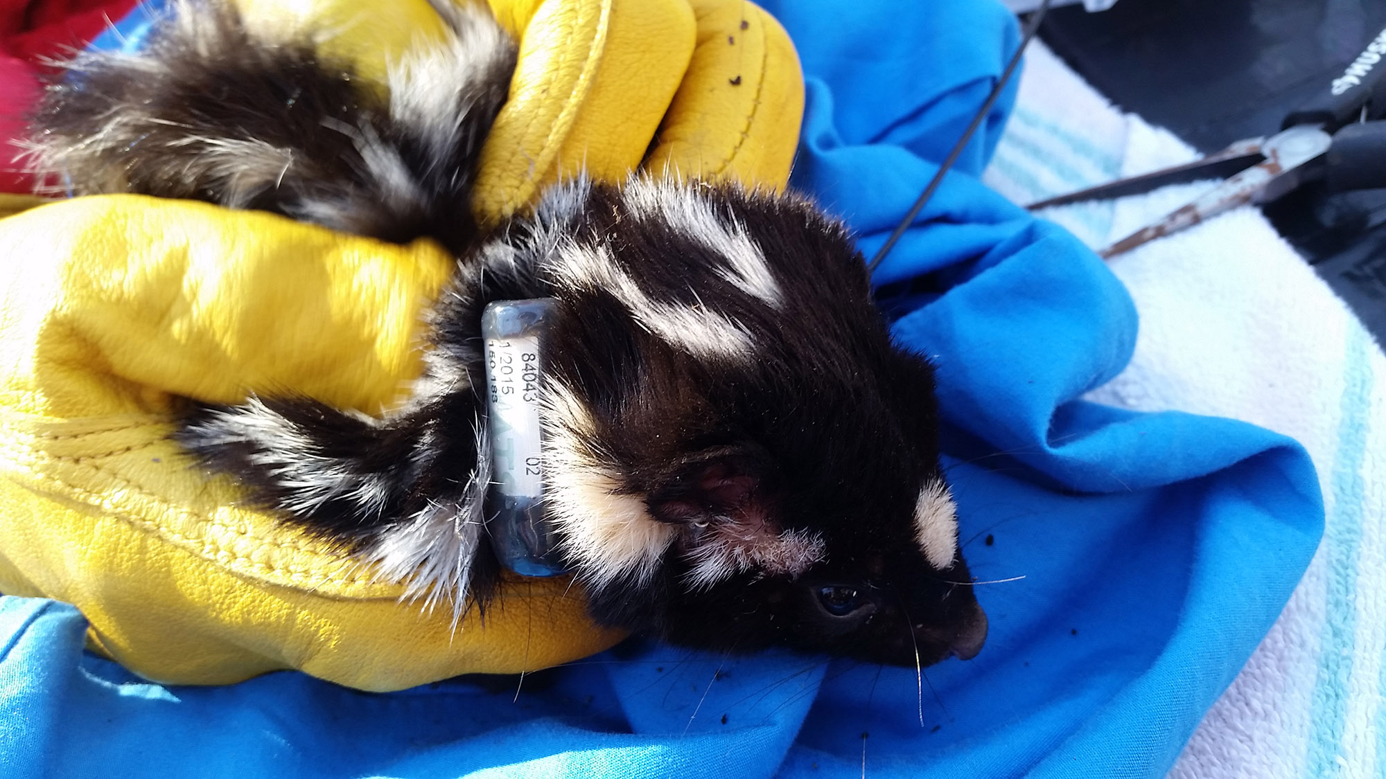 A photo of a spotted skunk being held in a towel with a tracking collar around its neck.