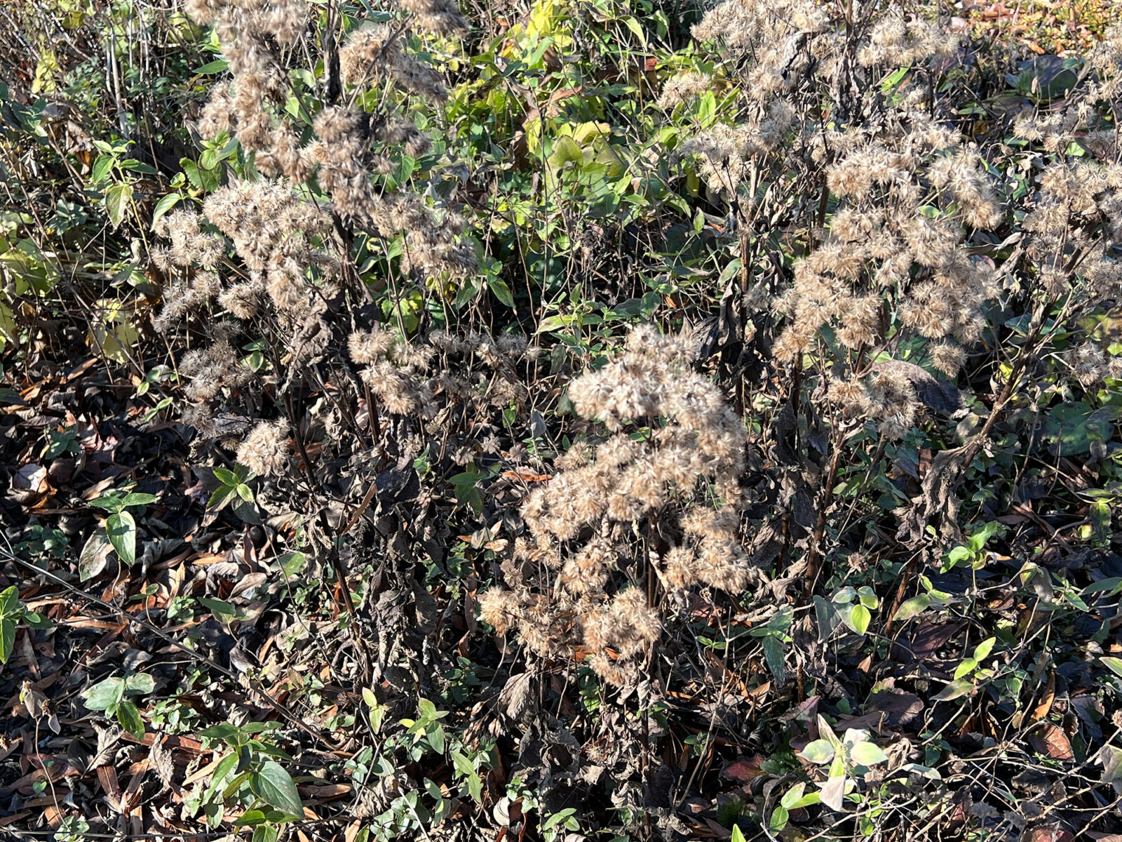 A close-up photo of brown, dry joe-pye weed plants.