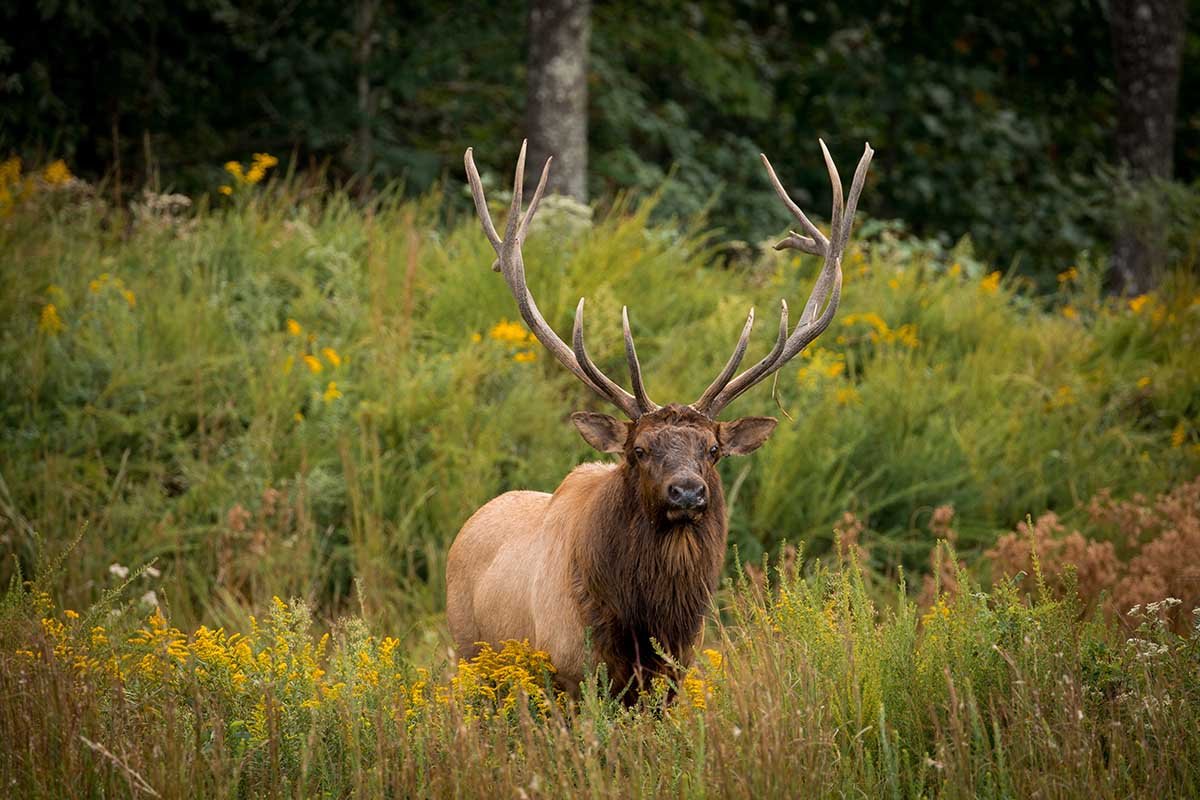 An image of an adult elk with an impressive rack of antlers and small yellow flowers surrounding him.