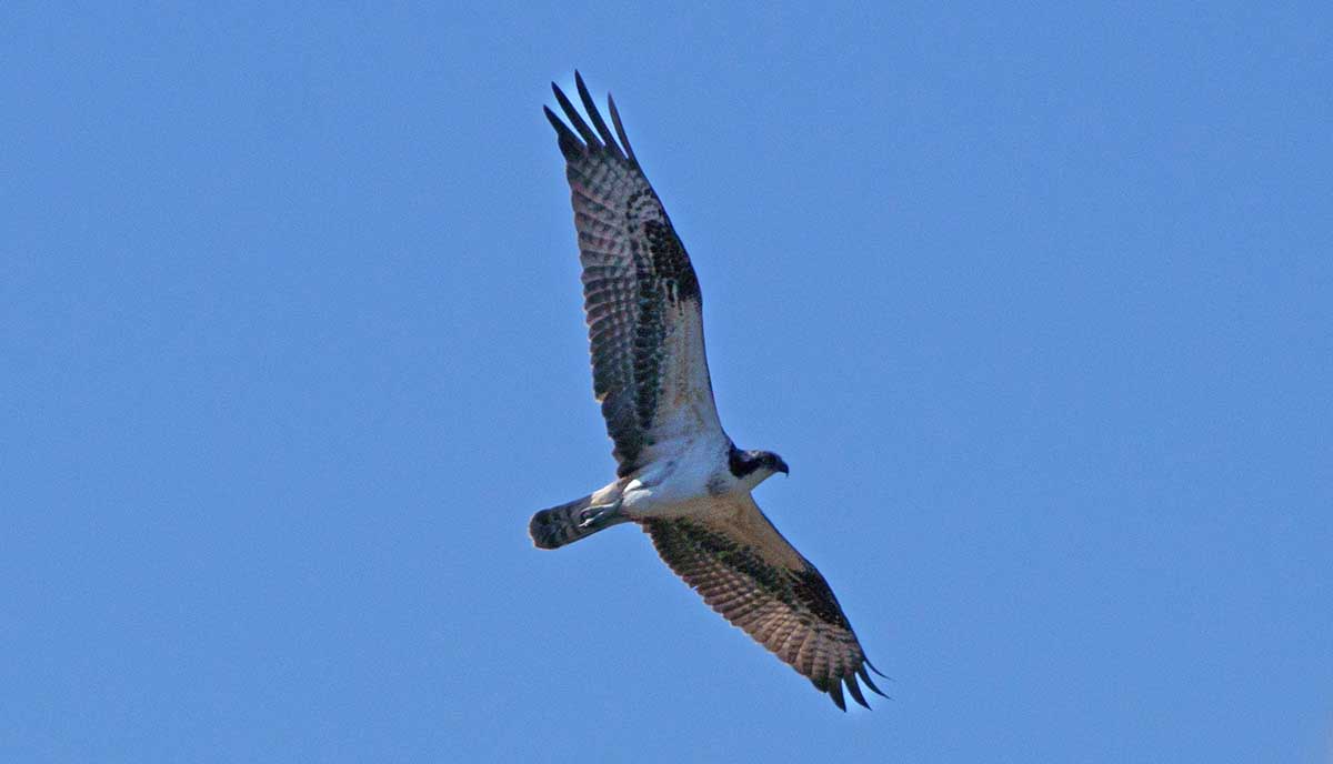 An osprey flying