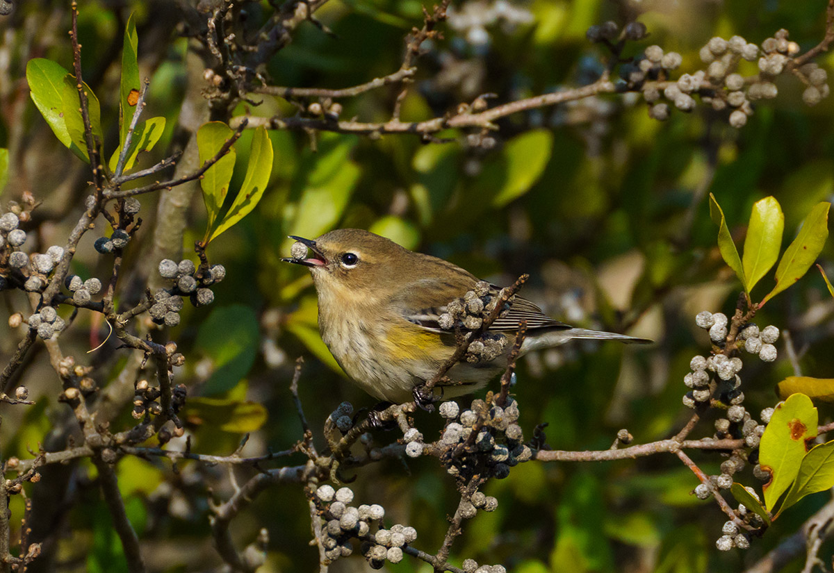 A yellow-rumped (myrtle) warbler spotted at Kiptopeke State Park.