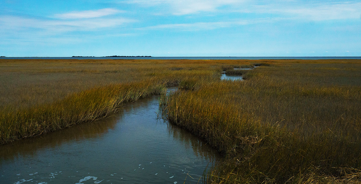 The marsh at Magothy Bay State Natural Area Preserve.
