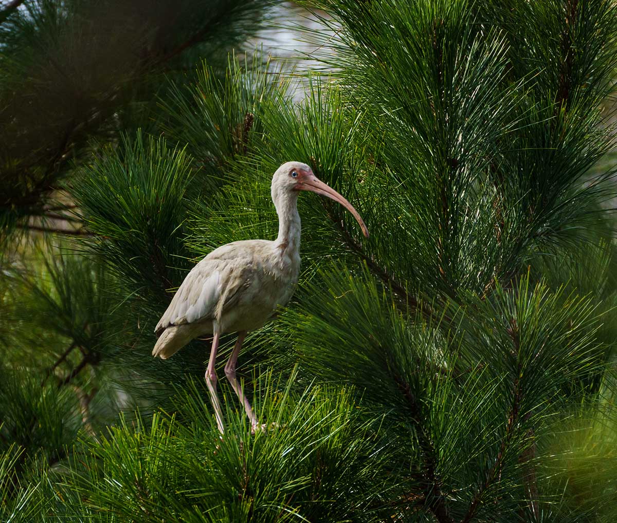 A white ibis in a pine tree