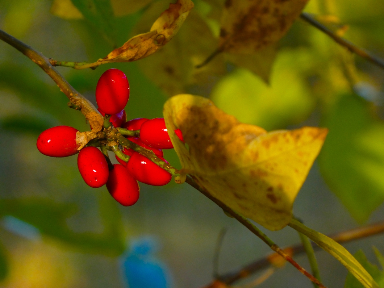 An image of the berries of a spicebush upon the bush; the berries are oval shaped, red and shiny and the leaves in this diagram are yellow are brown suggesting the autumnal season.