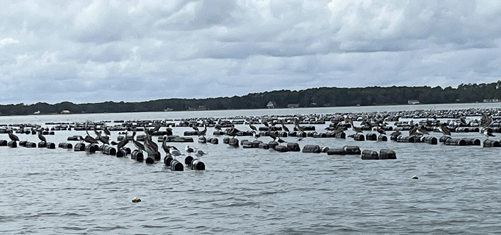 A photo of a river with rows of floating plastic cages.