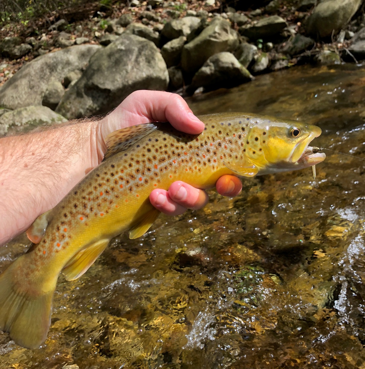 An image of a 14 inch long brown trout that was caught with a steamer
