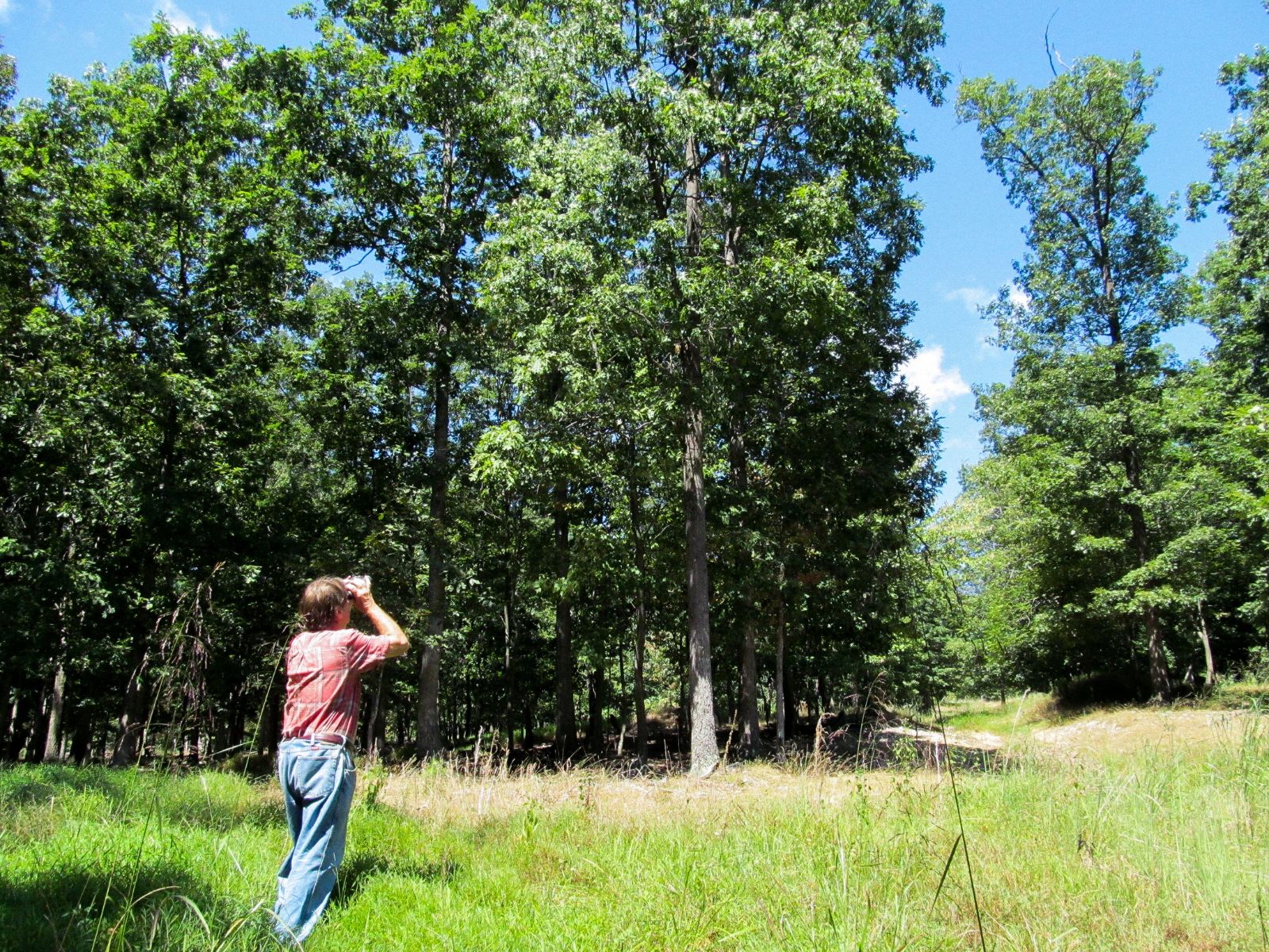 A photo of a man standing at the edge of some woods, looking through binoculars.
