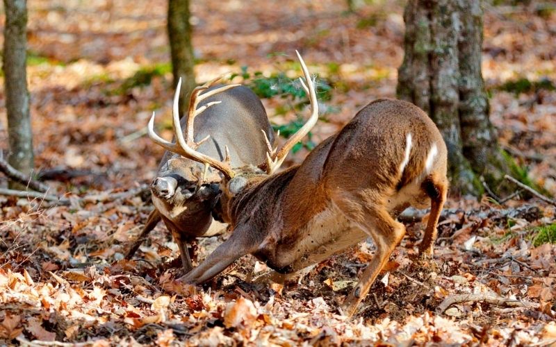 Rut Tips from Hunters That You Don't See on TV | Virginia DWR