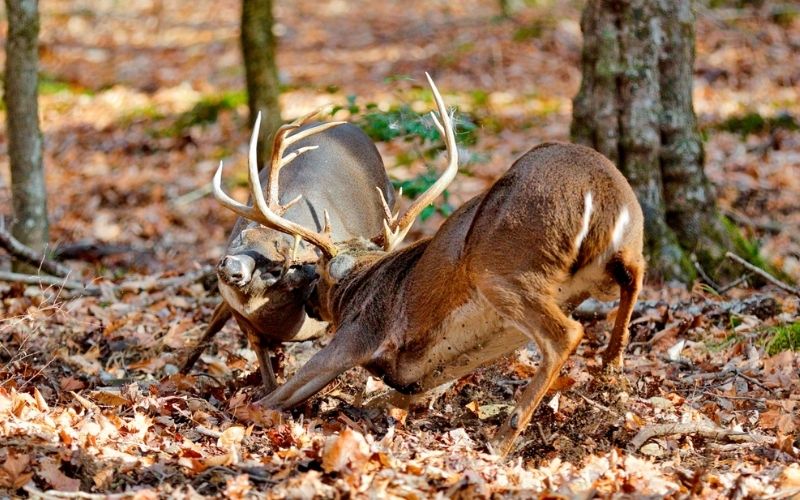 Do Bucks Bed in the Same Spot During Rut?