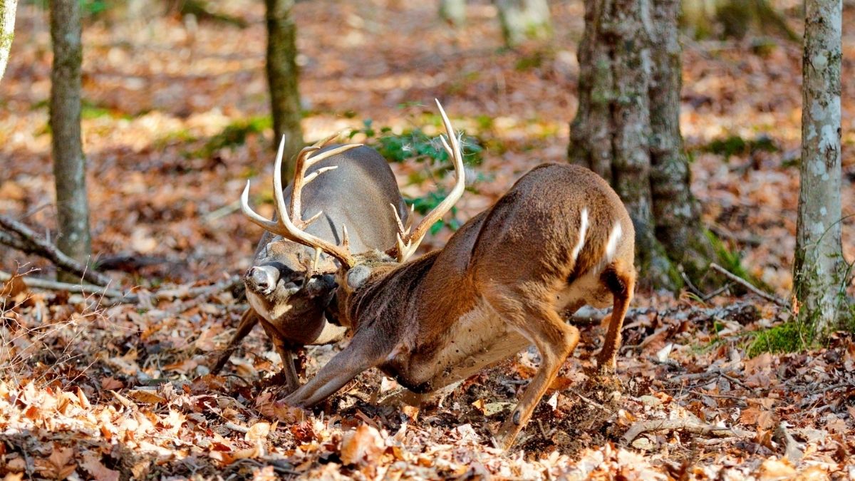 Rut Tips from Hunters That You Don’t See on TV Virginia DWR