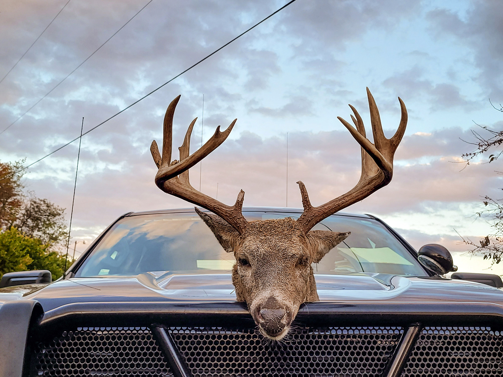 A photo of a disembodied head of a deer with large antlers sitting on top of a truck hood.