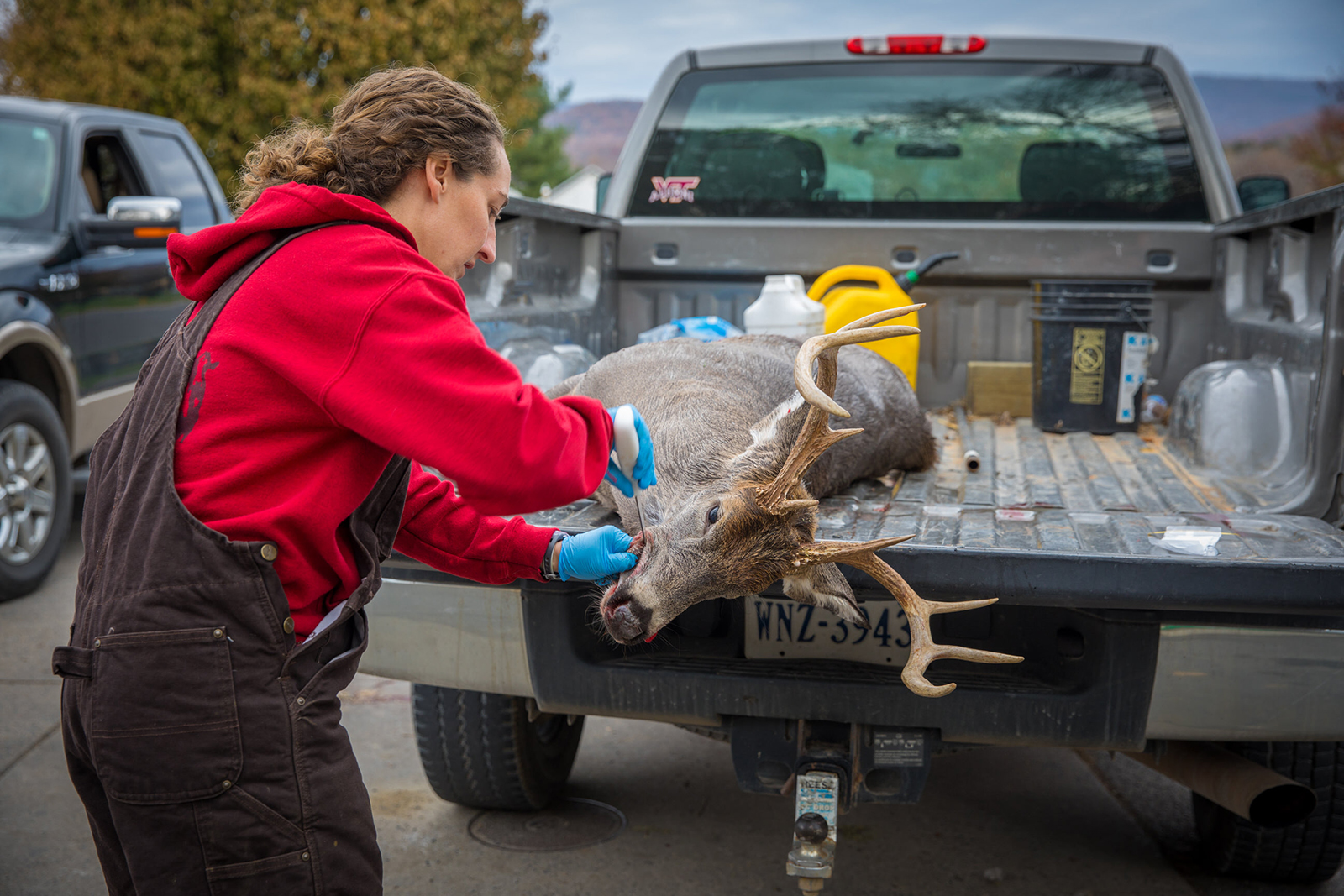 A photo of a woman working on a dead deer lying in the back of a truck.