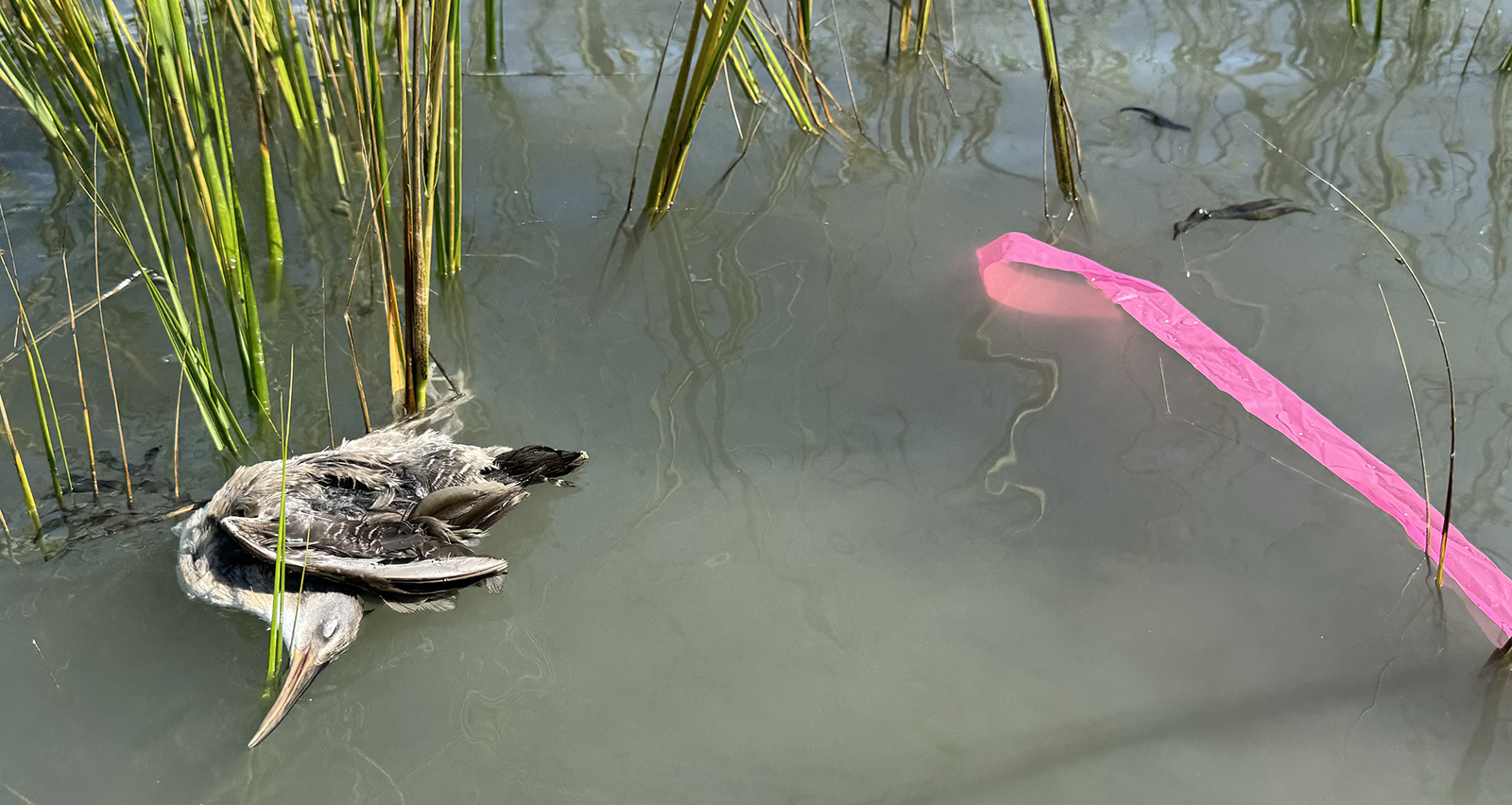 A photo of a dead bird floating in water with a pink plastic ribbon floating next to it.