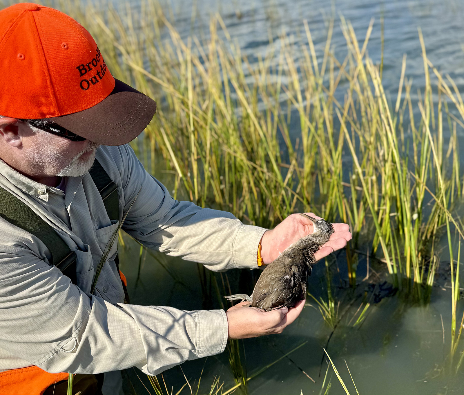 A photo of a man wading in marshy water, holding a dead bird in his hands and wearing a blaze-orange hat.