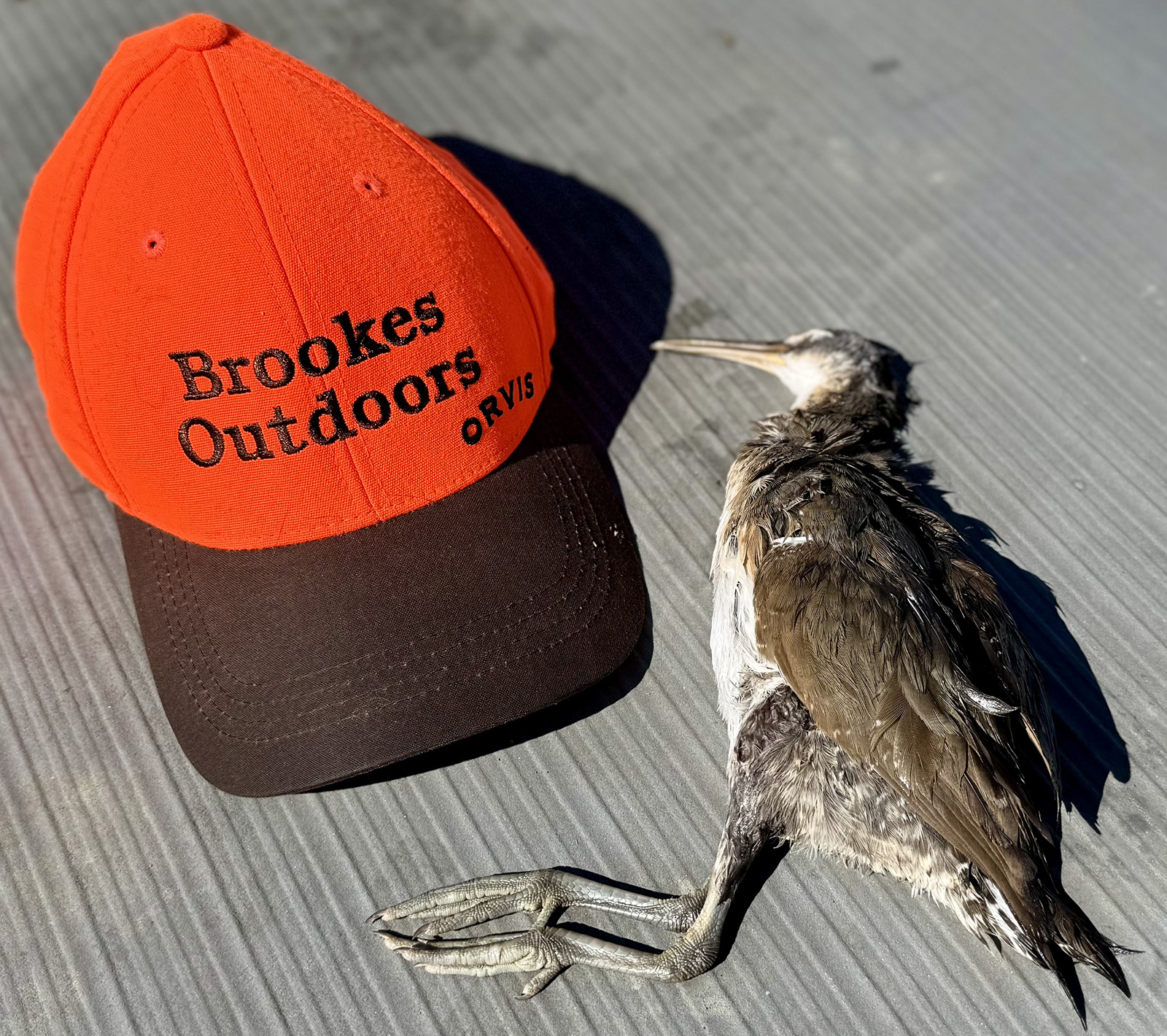 A photo of a dead bird with brown feathers, a long beak, and long legs lying next to an orange baseball cap.