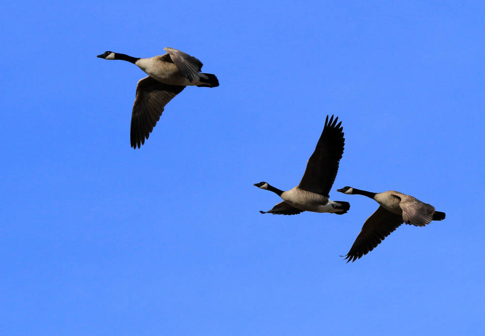 An image of three Canada geese flying