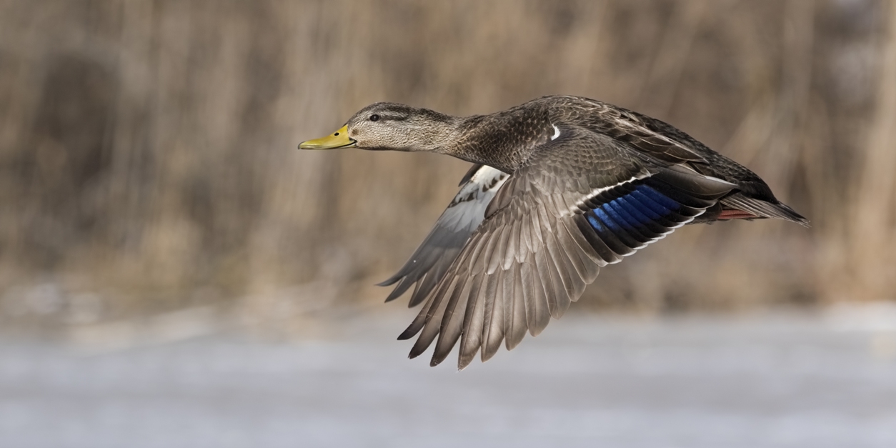 An image of a black duck; their population has been rebounding due to conservation efforts