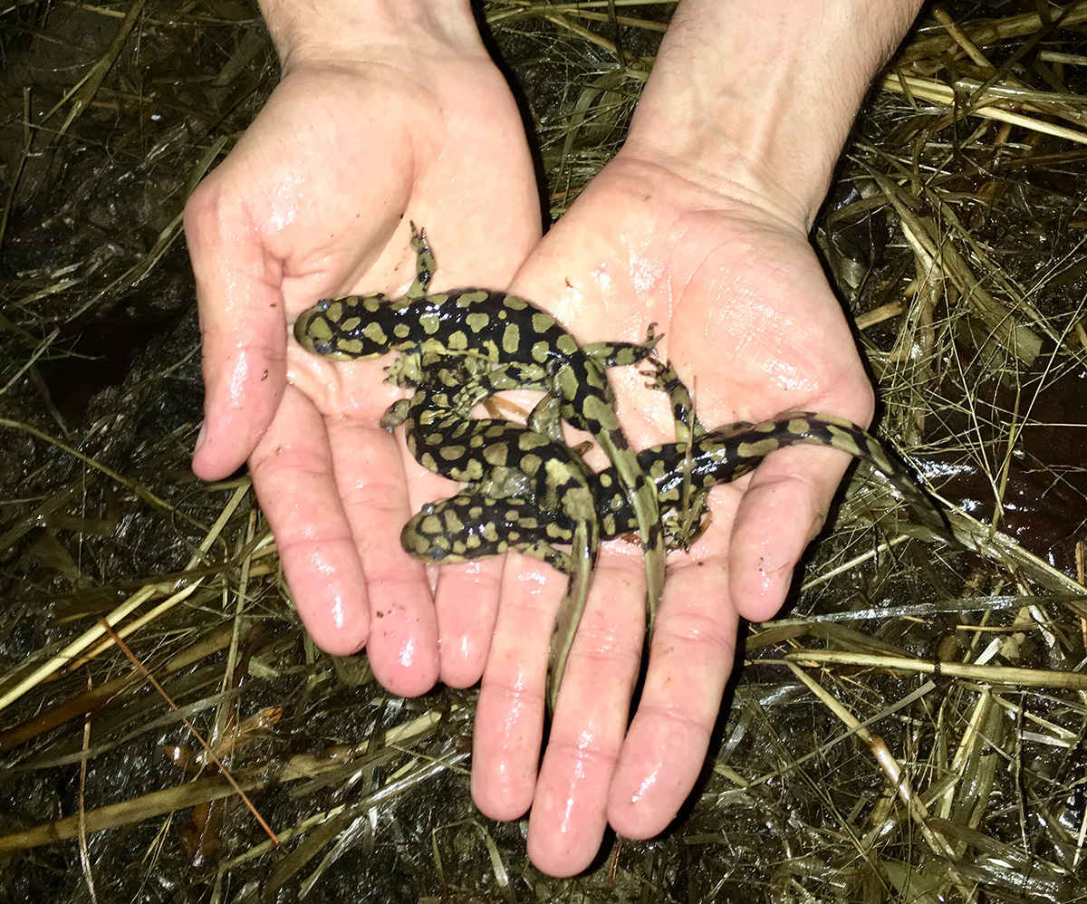 Eastern tiger salamanders being held above a marsh