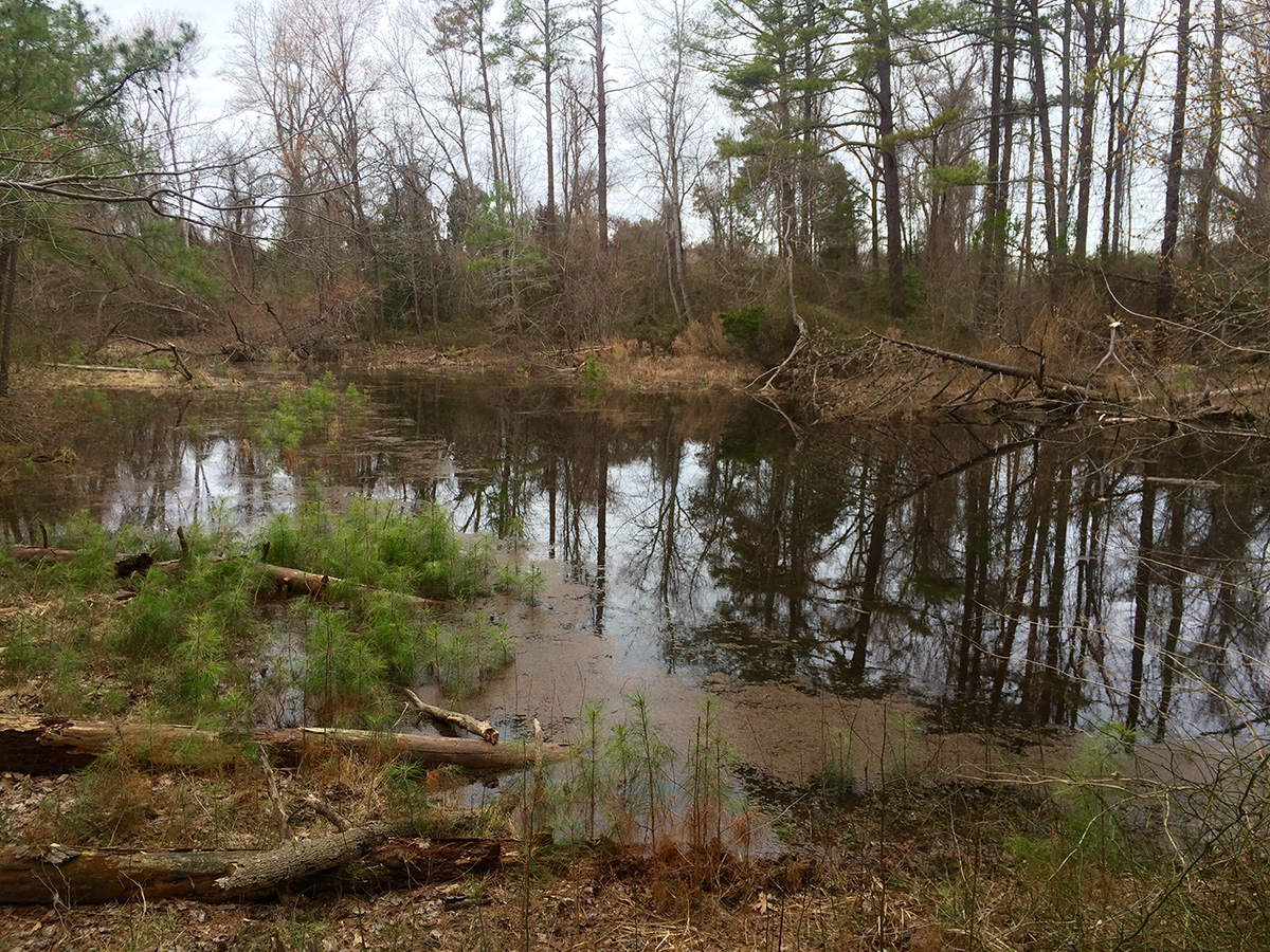 What the Westmoreland site looked like in 2016, when the eastern tiger salamanders were discovered. note it is in disrepair with brown water and fallen logs everywhere