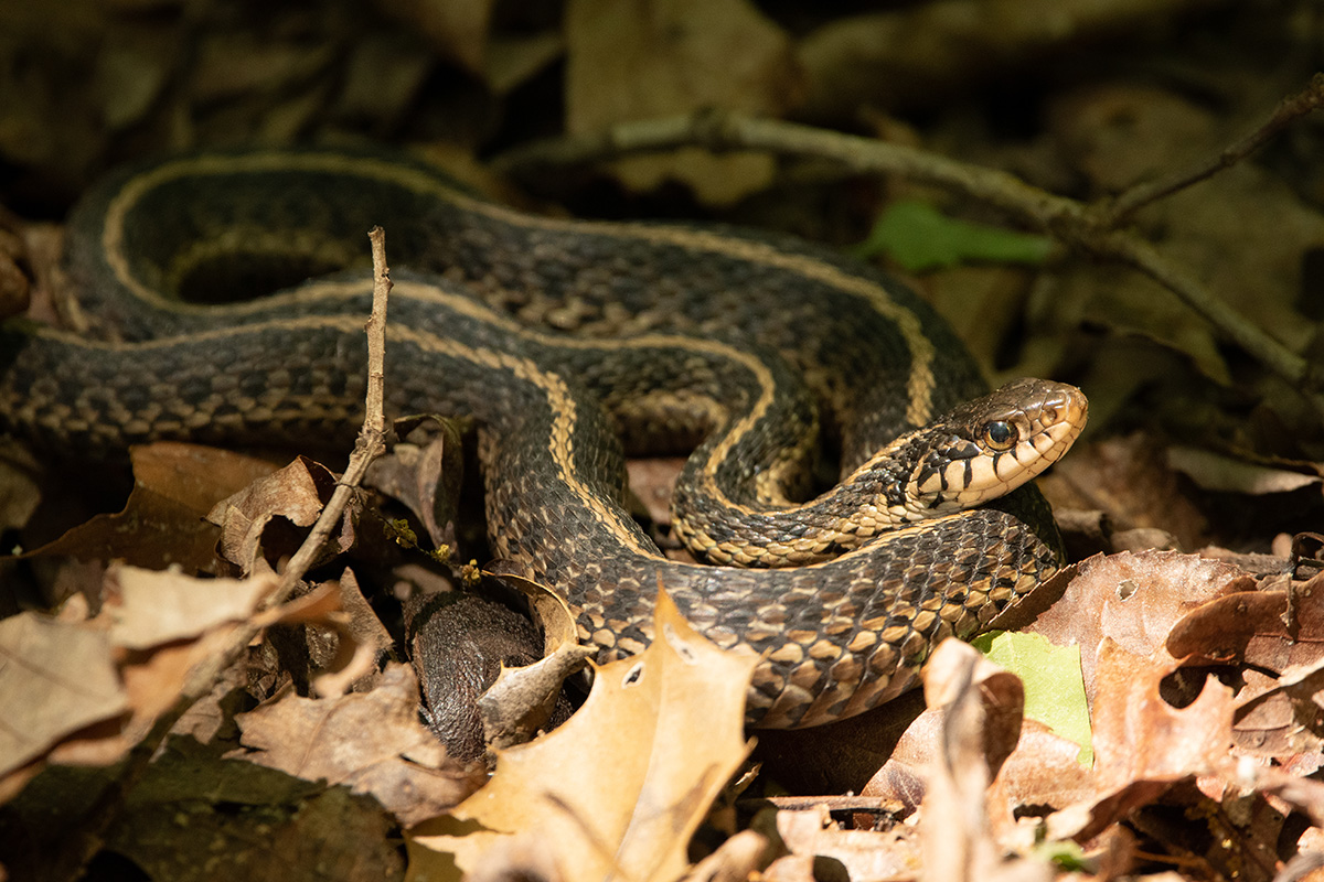 An eastern garter snake.