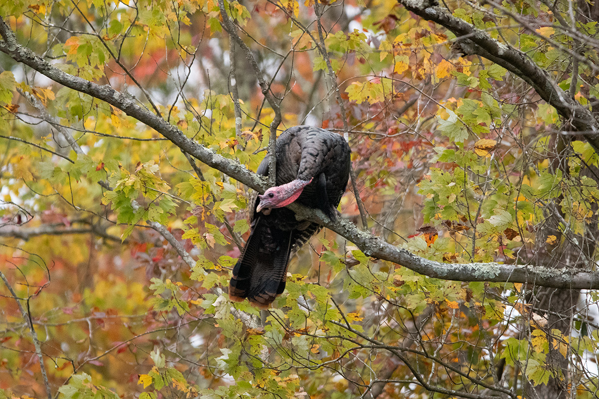 A wild turkey perched in a tree overhead.