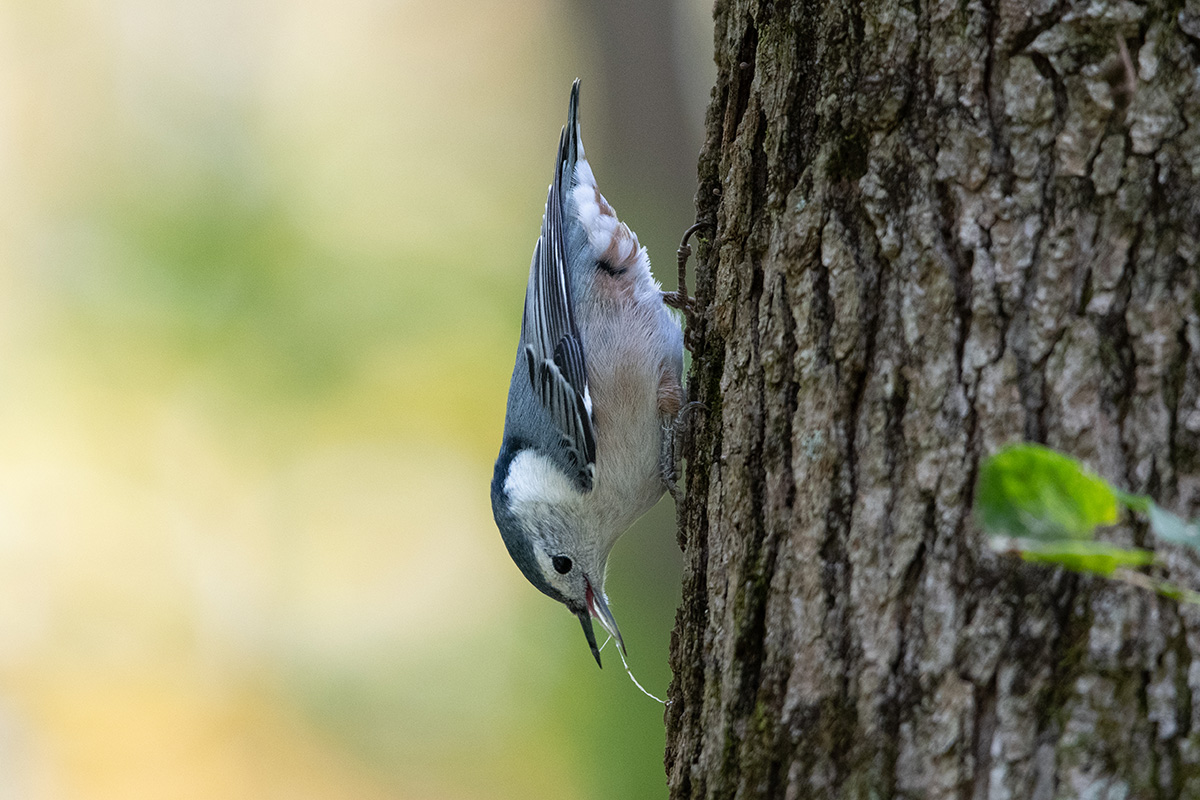 A white-breasted nuthatch.