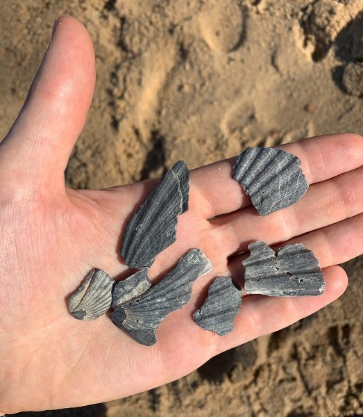 An image of a handful of broken scallop shells