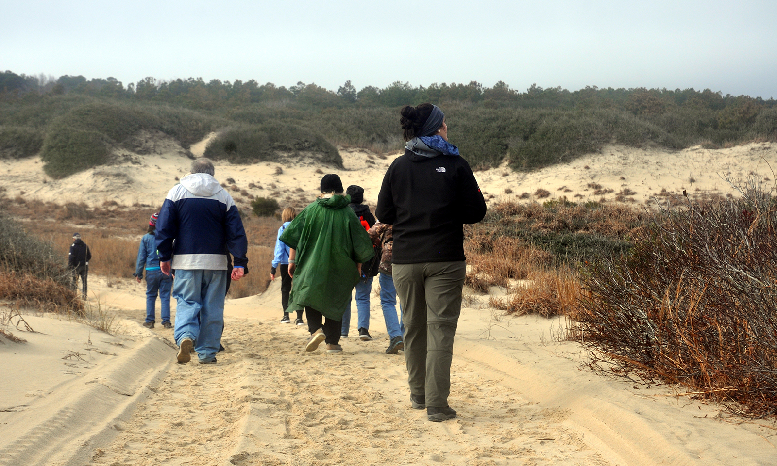 A photo of a group of people walking away from the camera on a path through big sand dunes and scrub.