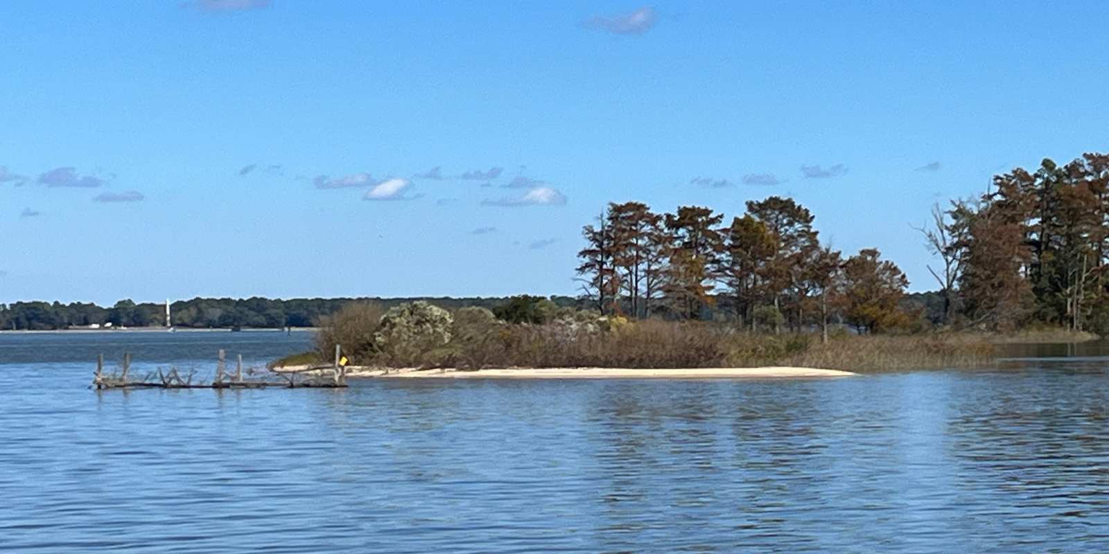 An image of the mouth of grey's creek near Jamestown; there are rushes and trees on the small island.