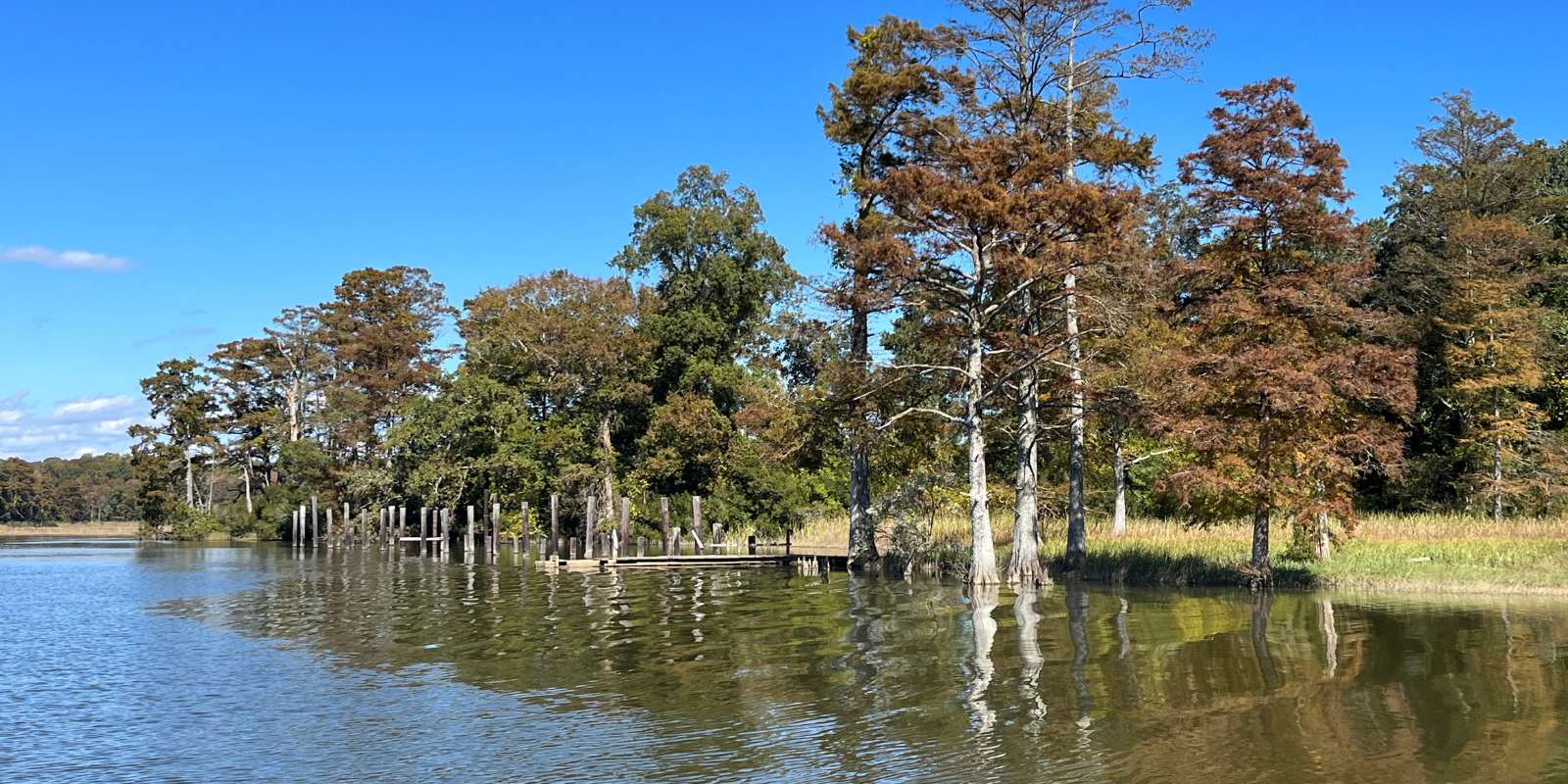 An image of a channel on Gray's creek with cypress trees along the edge