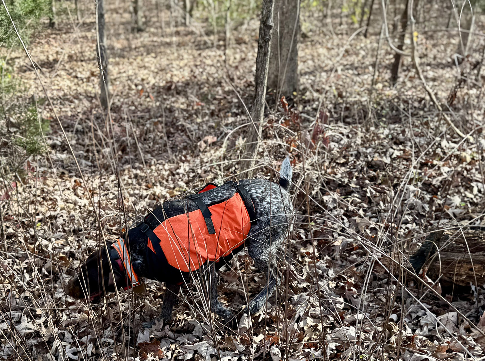 A photo of a German Shorthaired Pointer dog in a blaze-orange vest at point in some underbrush.