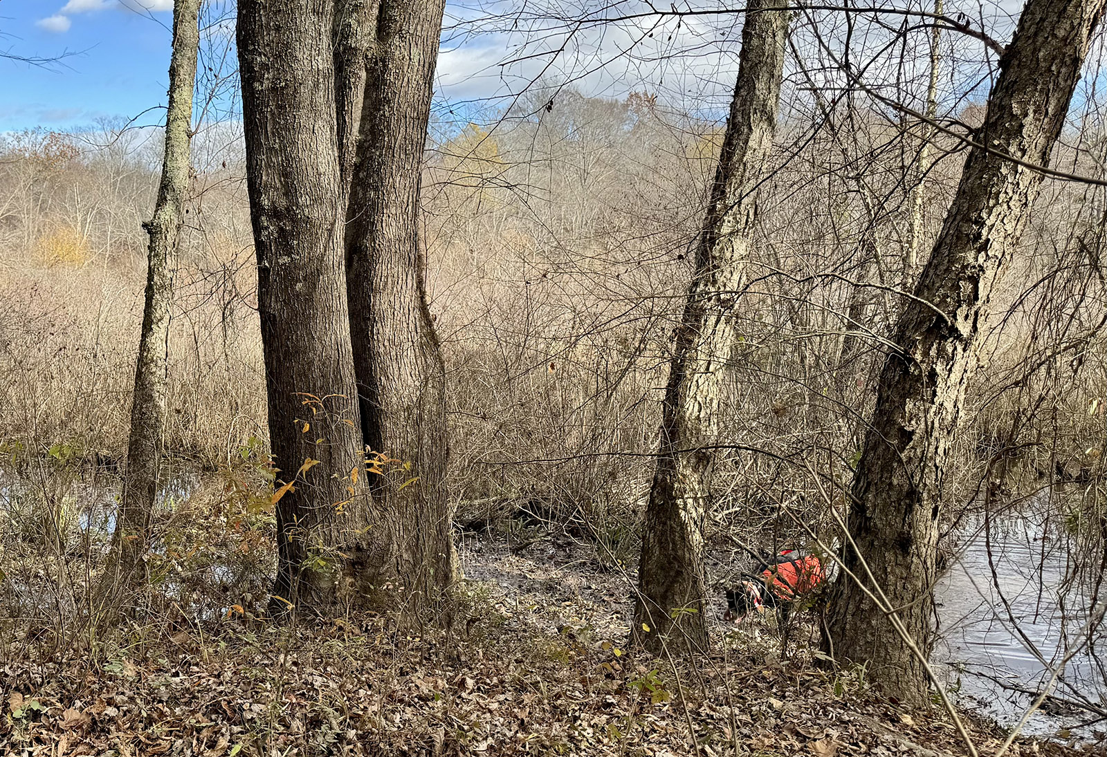 A photo of a few trees and some underbrush at the edge of a pond.