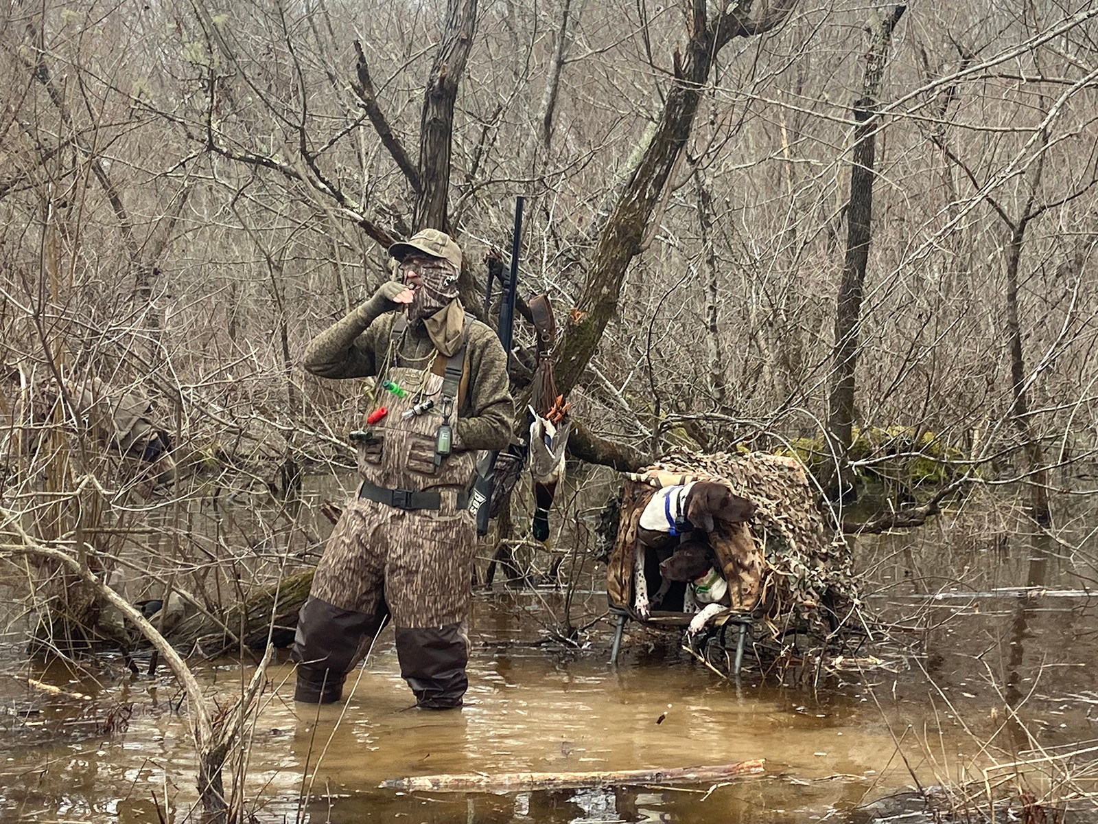 A photo of a duck hunter wading in a marsh, wearing darker-colored camouflage. A retrieving dog in a crate elevated above the water is next to him.
