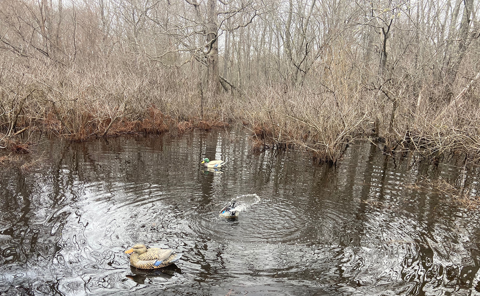 A photo of three duck decoys in a marsh, with ripples indicating that the decoys are moving in the water.