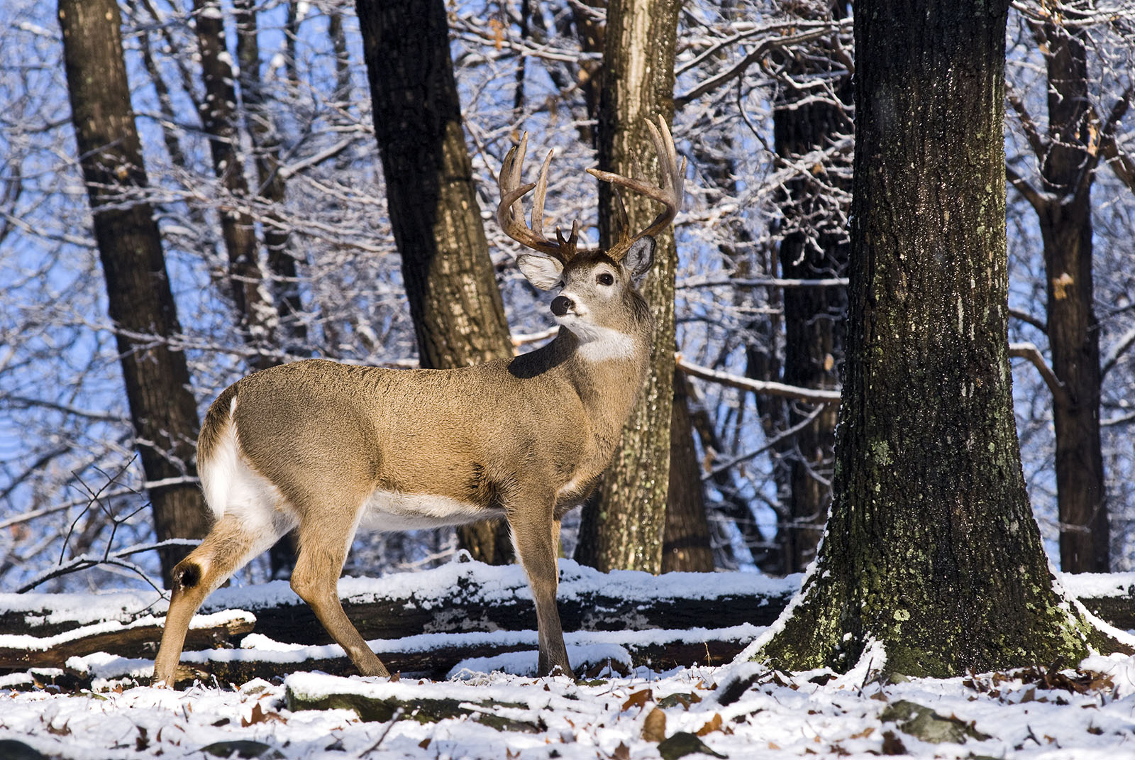 A photo of a large whitetail buck in a snowy forest.