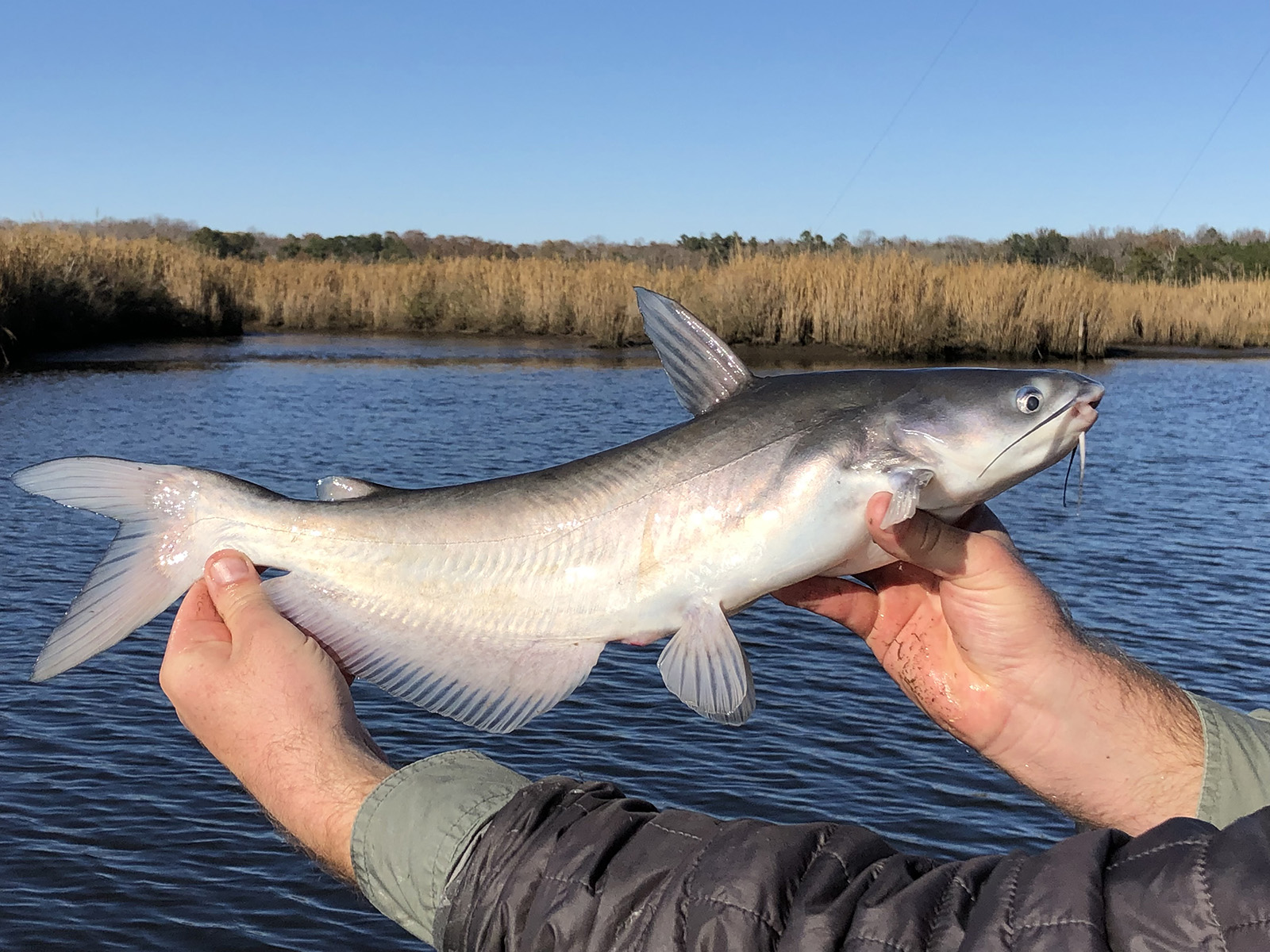 A photo of a medium-size blue catfish held up out of the water by an angler, with riverbank in the background.