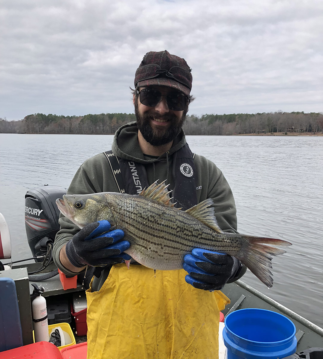 An image of the DWR regional fisheries manager Clint Morgeson holding a hybrid striped bass that was collected from Lake Chesdin during a December sampling.