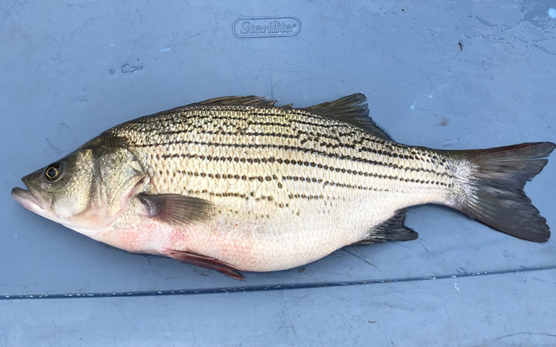 Illegal Hybrid Striped Bass Found in Lake Chesdin Highlights Stocking