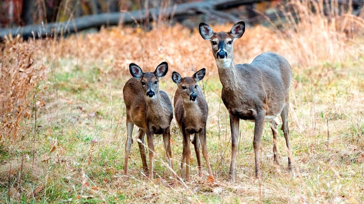 giving baby whitetail deer