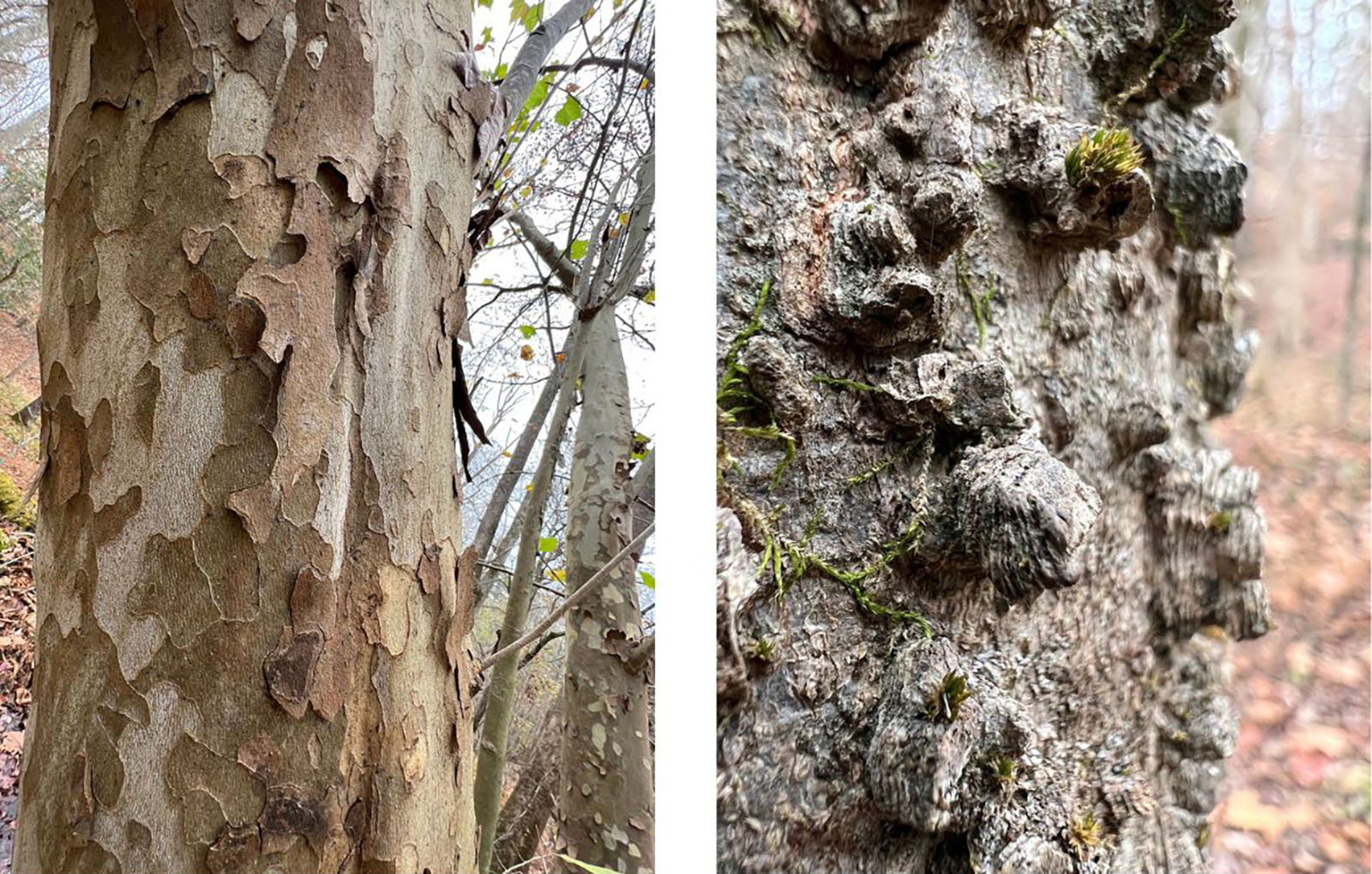 Two photos side by side of close-ups of tree bark. The one on the left is patchy and flaking, while the one on the right has bumpy ridges.