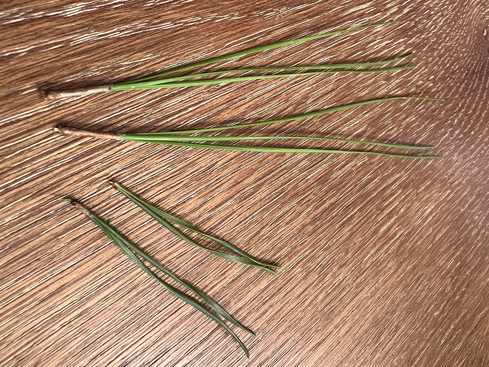 A photo of four bundles of pine tree needles, with two long, skinny, two-needle bunches on top and two short, twisted, three-needle bunches on bottom. 