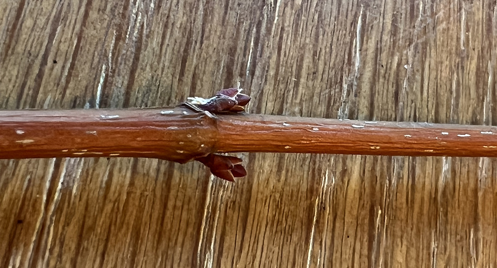 A small twig lying on a table with two leaf buds evenly on either side of the twig.
