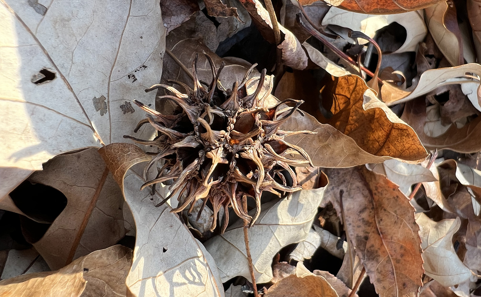 A sweet gum seed ball - a spiky, round, dried ball - among dead leaves.