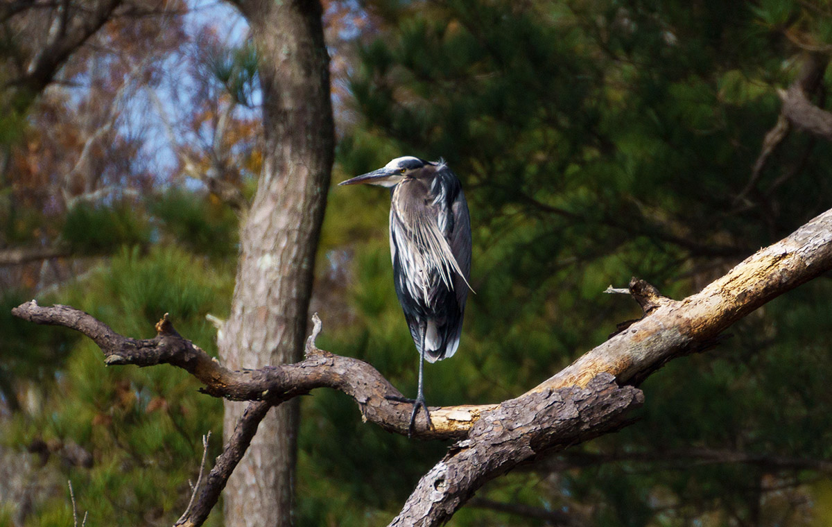 A great blue heron in the tree.